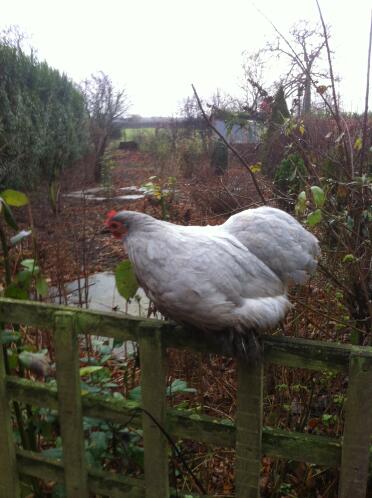 Betsy unsere sehr liebenswerte Lavendel Pekin