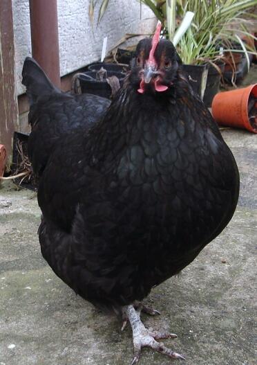 Rhode-rock-hybrid-huhn