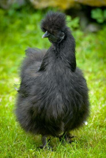 Schwarze Silkie Henne