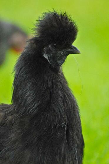 Schwarze Silkie Henne