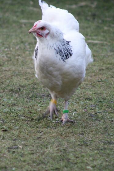 Huhn im garten