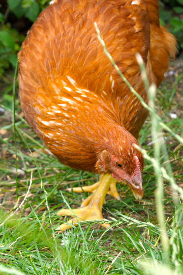 Futtersuche aus Freilandhaltung Hybrid