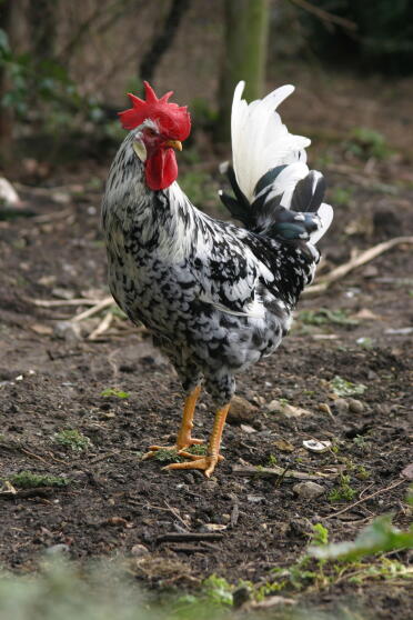 Huhn stehend auf erde freilaufend