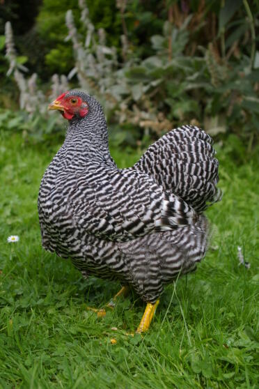 Huhn posiert im garten