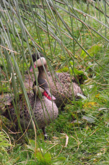 Enten verstecken sich