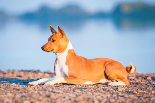 Basenji fur hot sale