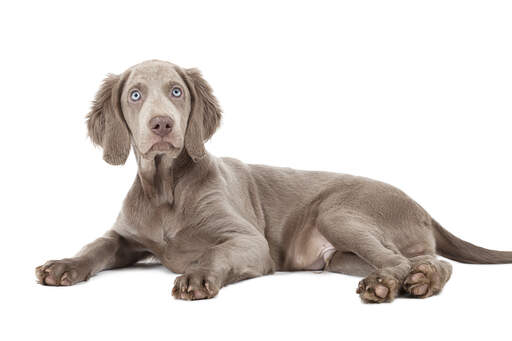 weimaraner with other dogs