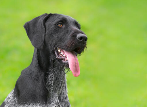 German wirehaired 2024 pointer drahthaar