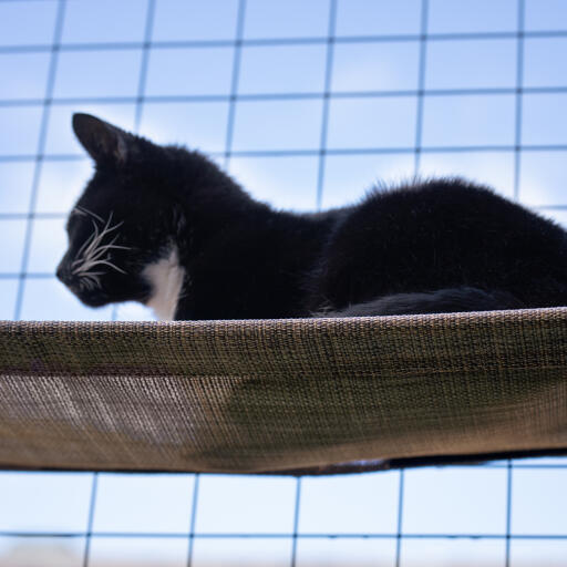 Ergänzen sie ihr katzengehege im freien mit einem katzenregal