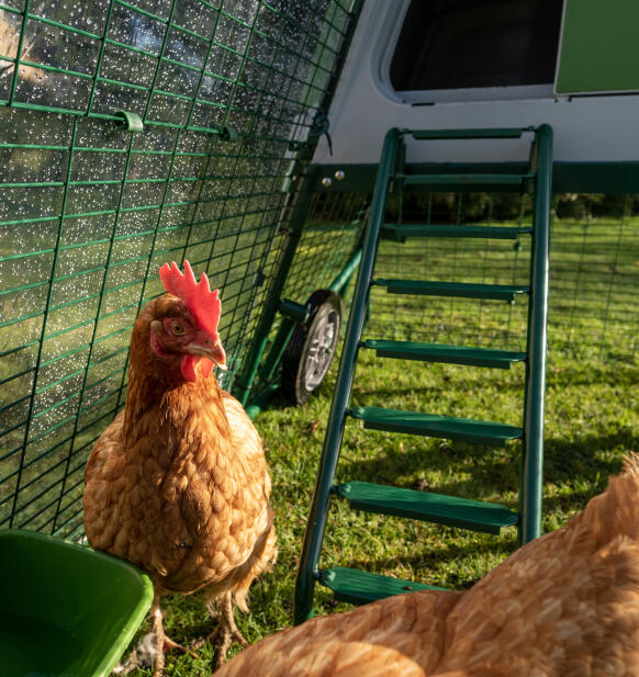 Nahaufnahme der leiter zum betreten des Eglu Go aufgeständerten hühnerstalls