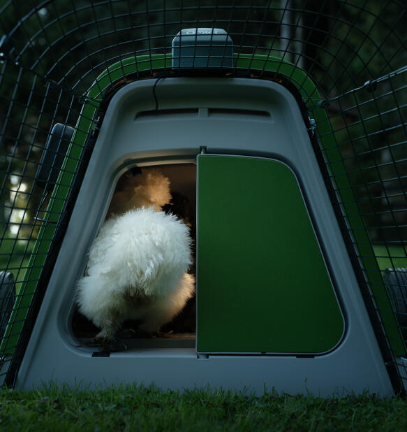 Weißes huhn, das in der abenddämmerung in den Eglu Go tragbaren hühnerstall zurückkehrt