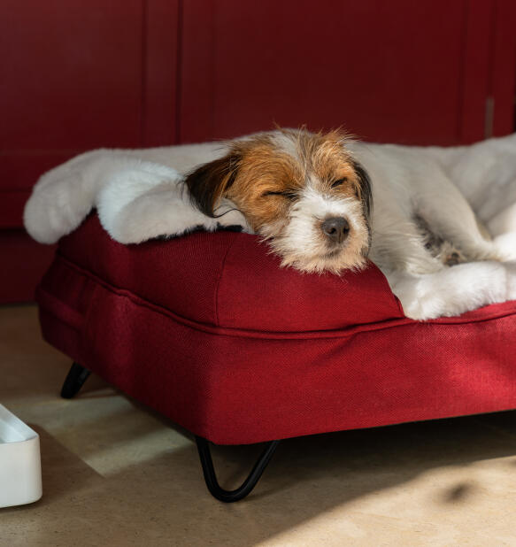 Hund in einem kuscheligen nackenrollen-hundebett mit flauschiger decke