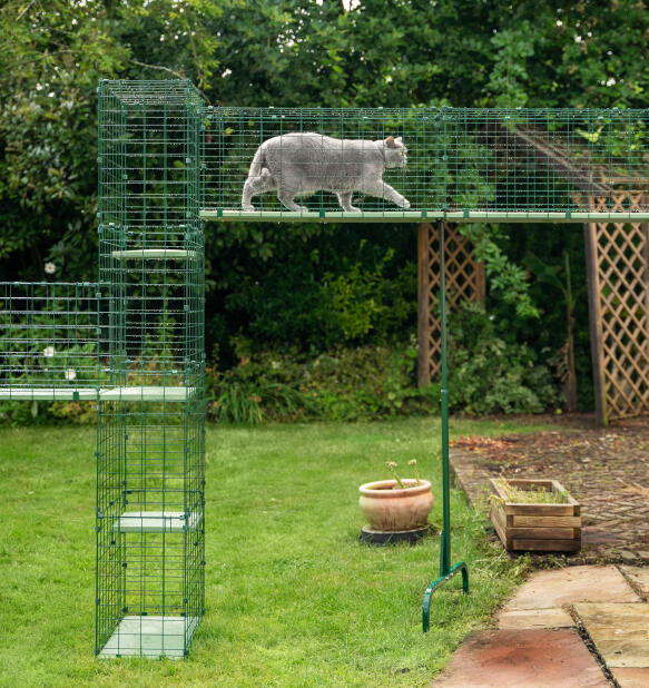 Große katze benutzt den Omlet catio tunnel katzenlaufsteg mit ständer