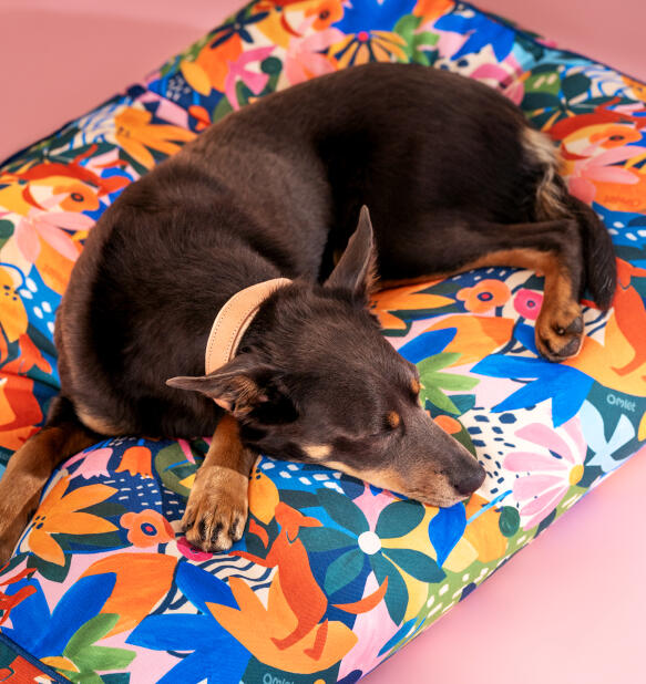Hund ruht auf einem pflegeleichten kissen-hundebett mit abenteuerland-aufdruck
