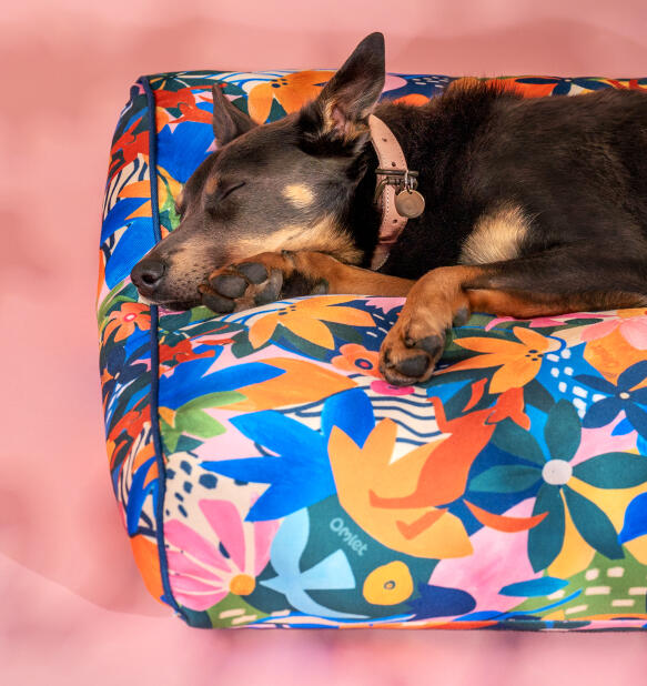 Hund schlafend auf einem Omlet kissen hundebett in abenteuerland druck