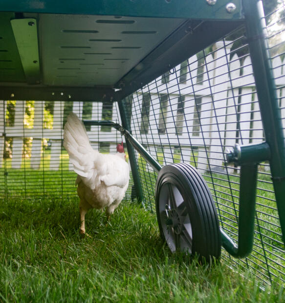 Ein huhn neben den Eglu rädern, die am auslauf befestigt sind.