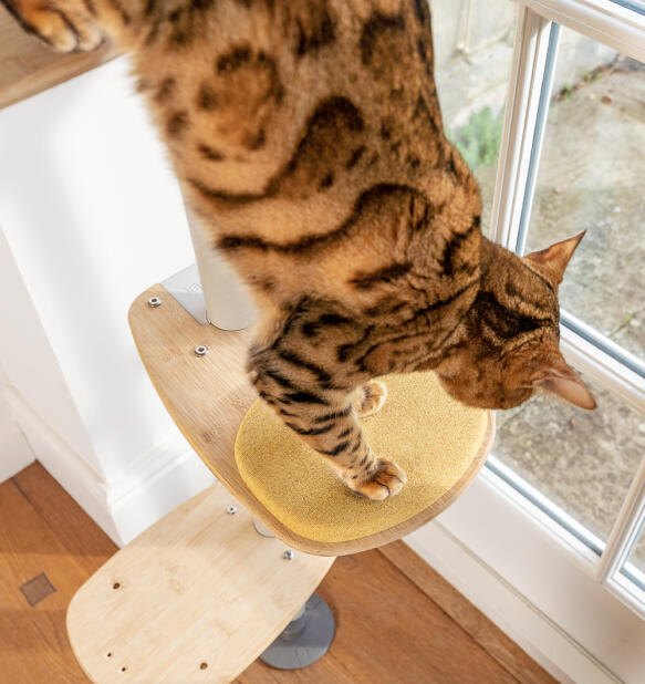 Eine katze, die auf das gelbe kissen tritt Freestyle step