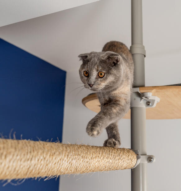 Eine katze, die den kratzbaum als zubehör benutzt