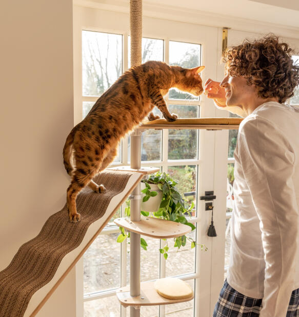 Ein mann, der seine katze auf dem kratzbaum Freestyle streichelt.