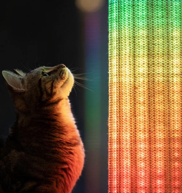 Nahaufnahme einer katze, die auf den Switch kratzbaum mit regenbogenleuchten schaut.