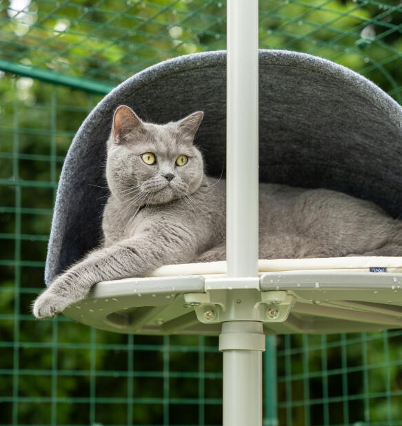 Graue katze ruht sich in einer Freestyle höhle im freien aus