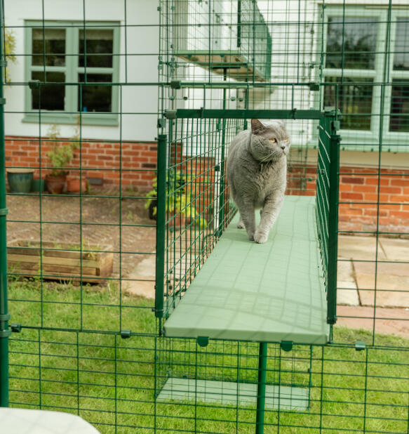 Große graue katze im tunnelsystem der Omlet catio