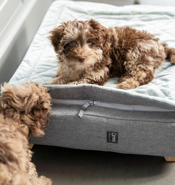 Cockapoo-welpe sitzt auf Topology hundebett mit grauem steppbezug.