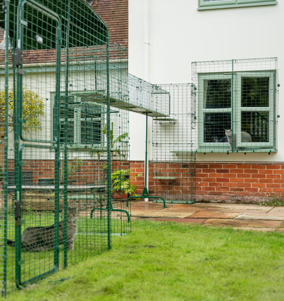 Katze, die aus einem haus in das modulare Omlet catio-tunnelsystem kommt