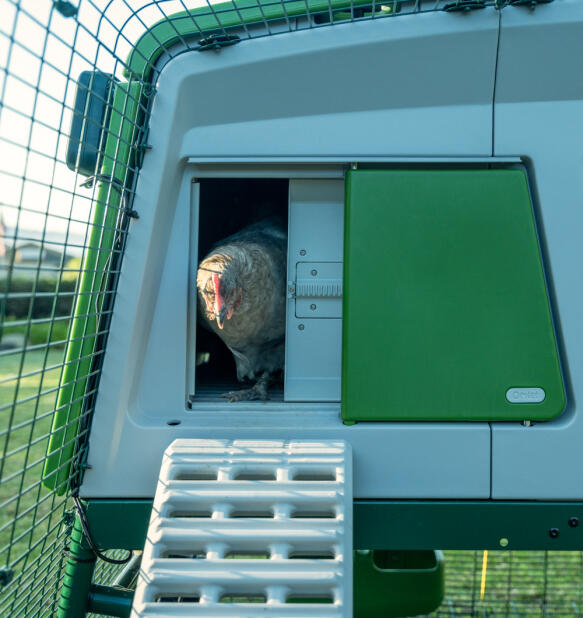 Hühner, die aus einem intelligenten Autodoor auf einem Eglu pro-stall herauskommen