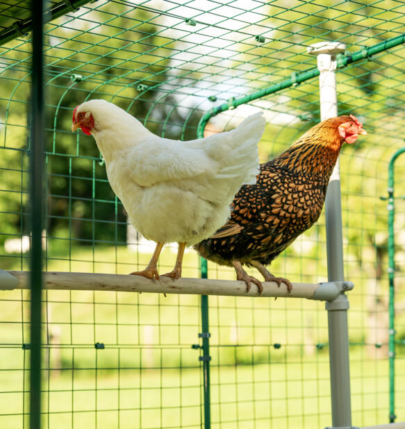 Zwei hühner saßen auf der Poletree hühnerstange im begehbaren auslauf.