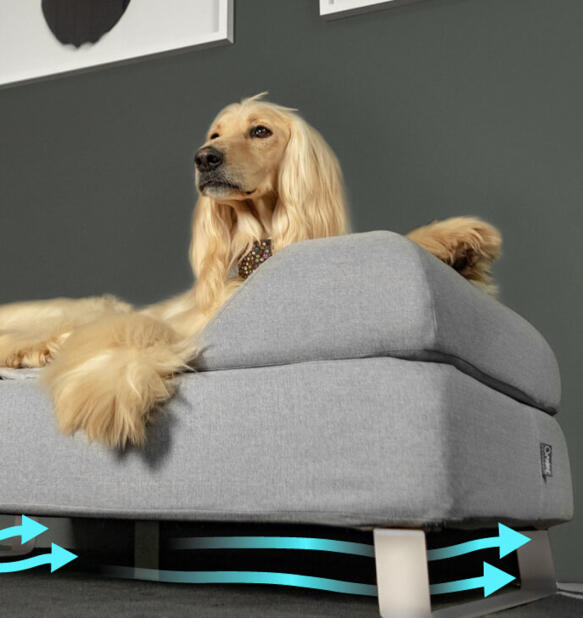 Afghan hound sitzt auf einem erhöhten Topology hundebett mit nackenrolle und weißen schienenfüßen.