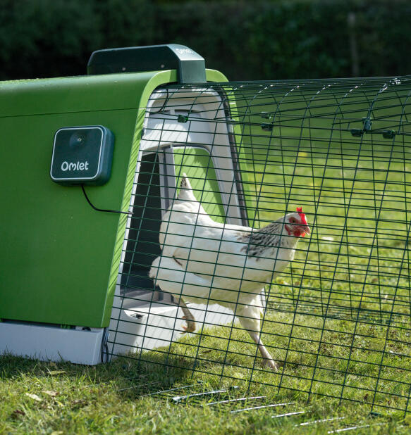 Weißes huhn, das aus einem Eglu Go tragbaren hühnerstall läuft