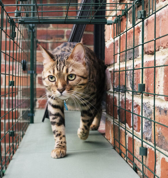 Katzenwanderung durch sichere und geschützte katzentunnel