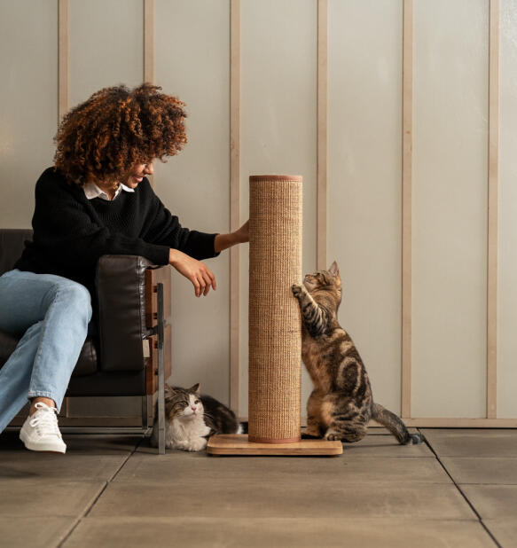 Frauen mit ihren katzen, die mit dem kaffeefarbenen Switch katzenkratzbaum spielen.