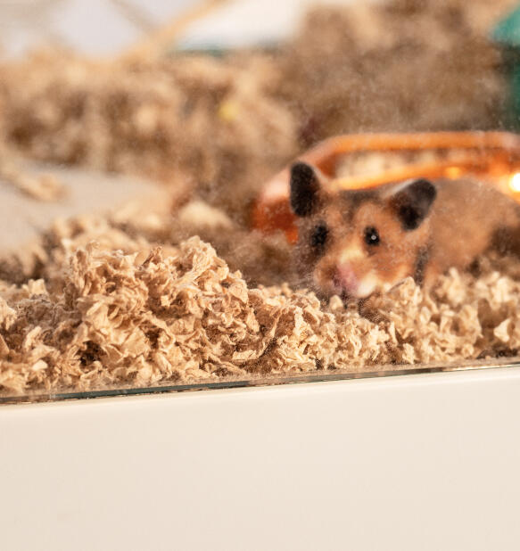 Hamster schaut aus dem Omlet hamsterkäfig mit klarsichteinstreu kotflügel