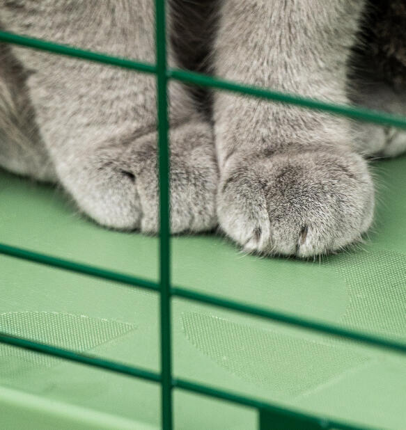 Katzenpfoten auf der rutschfesten oberfläche des katzentunnels