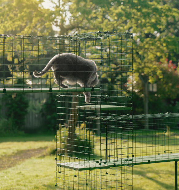 Große katze, die einen dauerhaften katzentunnel-turm benutzt