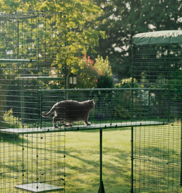 Cat on dauerhaft wetterfest Omlet catio tunnel walkway