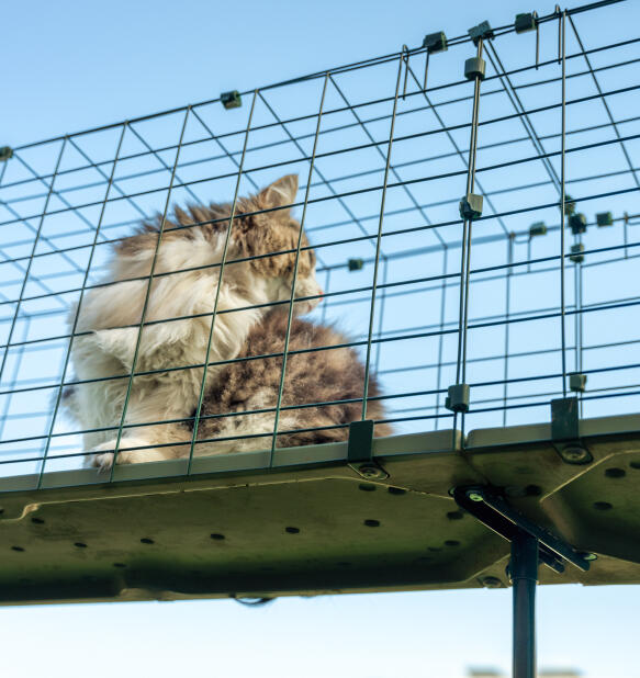 Eine flauschige katze in einem Omlet katzentunnel im freien