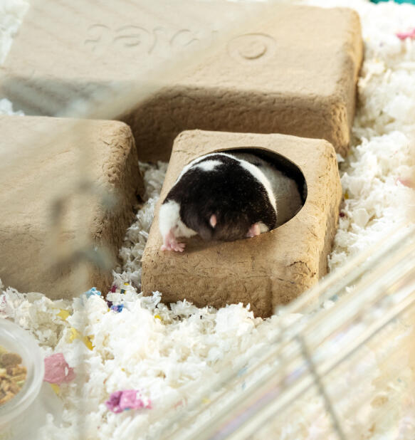 Hamster mit kompostierbaren verstecken in einem hamsterkäfig