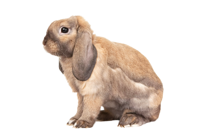 Leitfaden für kaninchenrassen