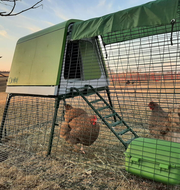 Zwei hühner in einem Eglu Go auslauf mit fütterung und decken