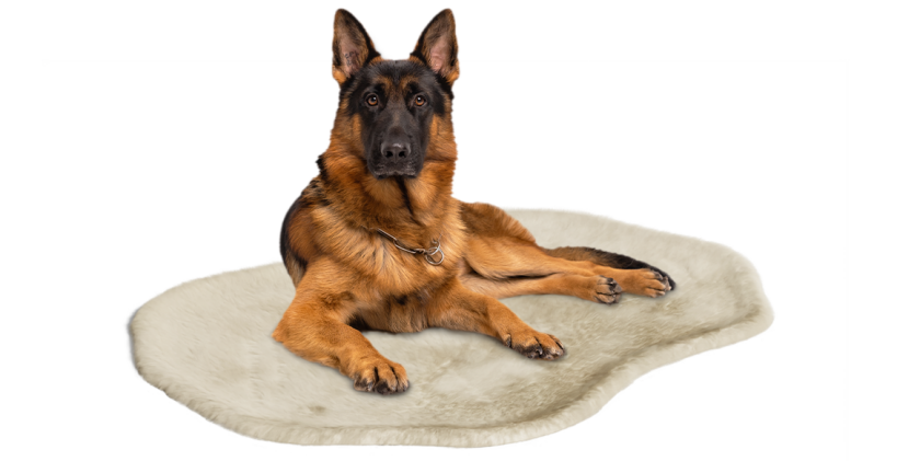 Großer hund in Omlet hundedecke ruhend