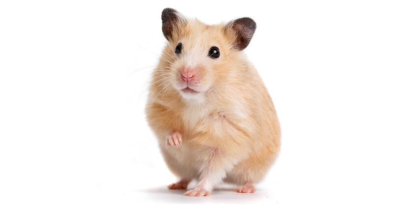 Syrischer hamster