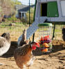 Huhn Caddi leckerbissenhalter