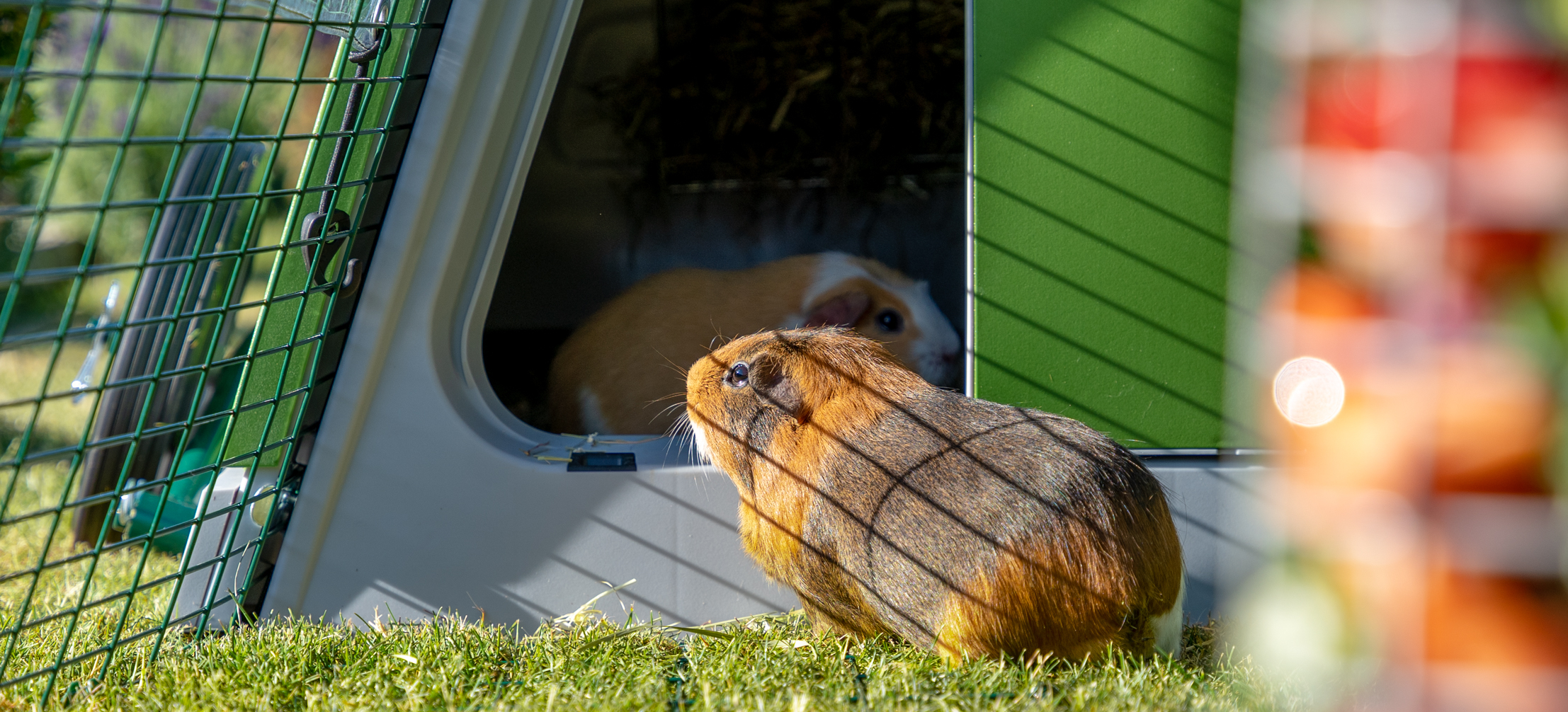 Nahaufnahme eines Meerschweinchens im geräumigen Eglu Go Kleintierstall.