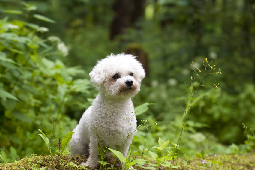 Die 7 besten Hunde für Allergiker | Den Hund | Hunde