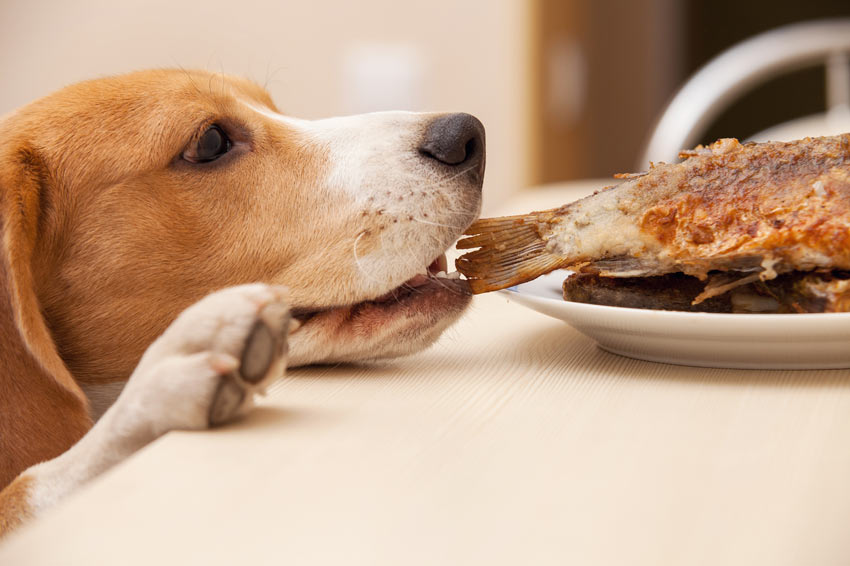 So unterbinden Sie, dass Ihr Hund Futter stiehlt Hundetraining Hunde