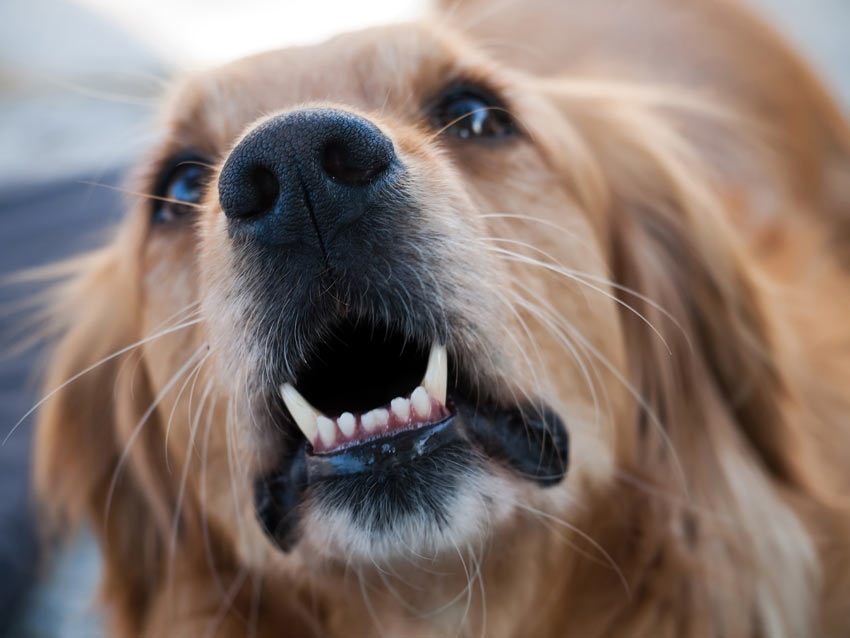 Warum bellen Hunde an? | FAQs Hunde | Guide | Omlet DE