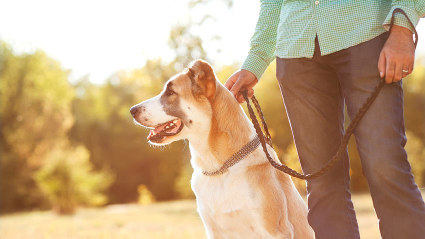 Tägliche Hundepflege Hunde Guide Omlet Deutschland